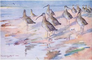 Curlews at Blakeney Point by Frank Southgate