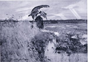 Jack Harnser-Heron by Frank Southgate