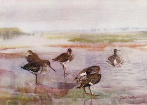 Norfolk Broads: Redshank by Frank Southgate