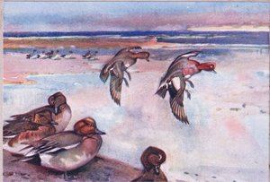 Widgeons, Illustration from Wild Nature & Country Life Published by Hodder & Stoughton, c.1910