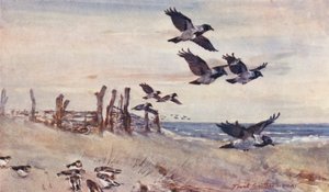 Wild Life in East Anglia: Autumn Immigrants, Hooded Crows and Snow Buntings