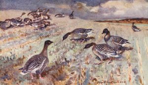 Wild Life in East Anglia: Pink-Footed Geese