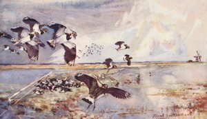 Wild Life in East Anglia: Plover-Netting by Frank Southgate