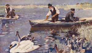 Wild Life in East Anglia: Swan-Upping