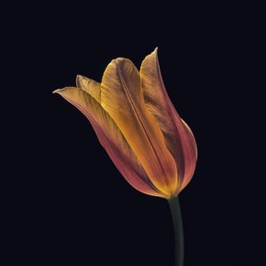 Glowing Orange Tulip by Frank Ulrich Gandenberger