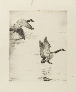 Geese Alighting