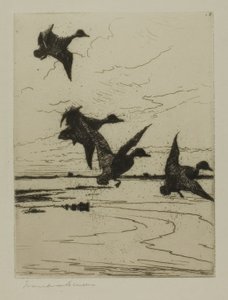 Landing Ducks