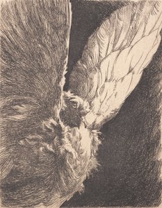A Dove