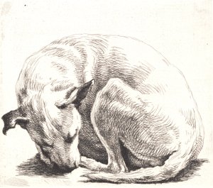 Test Plate: A Dog