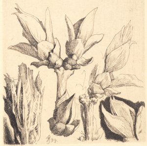 Test Plate: Half-Sprouted Leaf Twigs