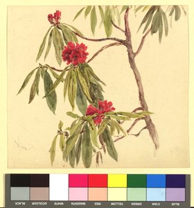 Flower Study (Daphne) by Franz Alt