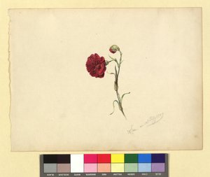 Carnation
