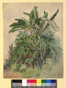 Schönbrunn - Plant Study by Franz Alt