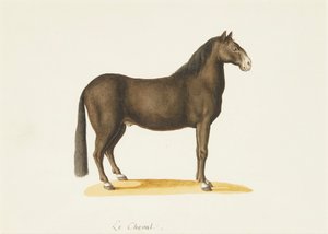 The Horse