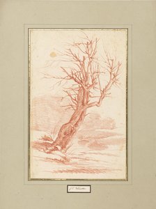 Tree Study by Franz Edmund Weirotter