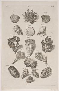 Plate with Shells. Plate 2. by Franz Michael Regenfus
