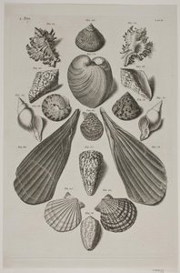 Plate with Shells. Plate 4. by Franz Michael Regenfus
