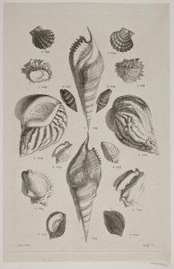 Plate with Shells. Plate 7. by Franz Michael Regenfus