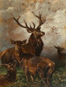 Stag and Doe by Franz Xaver von Pausinger
