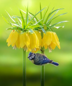 Blue Tit Yellow Blooms by Franziskus Pfleghart