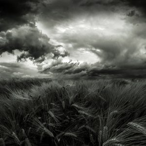 Stormy Wheat Field by Franziskus Pfleghart