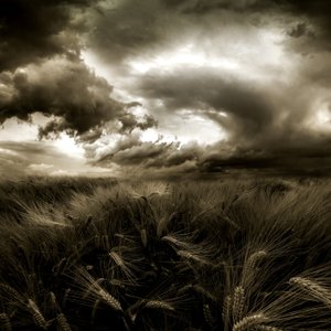 Stormy Wheat Field by Franziskus Pfleghart
