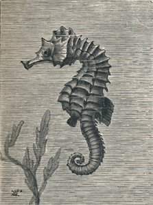 The Sea-Horse, Undisguised, Sedately Swimming, c1900-1910 by Fred Enock