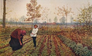 The Violet Field
