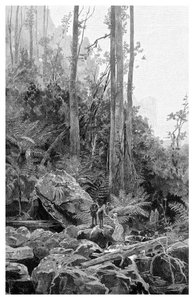 A Gully in the Blue Mountains, Australia