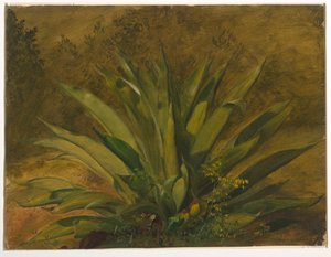 Botanical Study