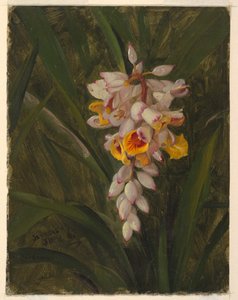 Cardamum