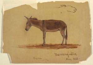 A Donkey, Baranquilla, Columbia, May 1853