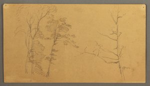 A Group of Trees with the Upper Part of a Dead Tree, 1866 by Frederic Edwin Church