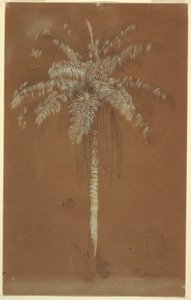 Abaye Palm, Mt. Salus, Jamaica, June 1865 by Frederic Edwin Church