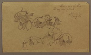Blossoms of Penguin Hill, August 1865