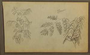 Botanical Sketches, 1857 by Frederic Edwin Church