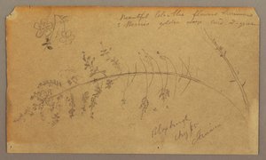 Botanical Sketches, August 1865 by Frederic Edwin Church