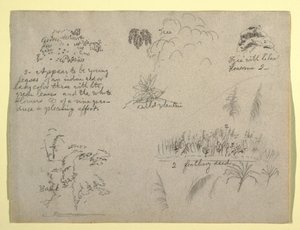 Botanical Sketches, Colombia, 1853 by Frederic Edwin Church