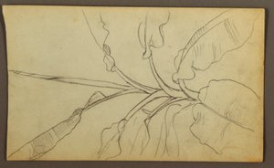Botanical Sketches, Ecuador or Colombia; Verso: Botanical Sketches, 1857 by Frederic Edwin Church