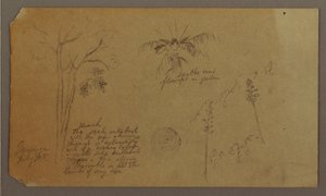Botanical Sketches, July 1865 by Frederic Edwin Church