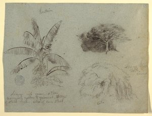 Botanical Sketches, South America, May 1853? by Frederic Edwin Church