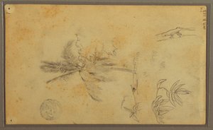 Botanical Sketches; Verso: Lizard, Palm, 1857 by Frederic Edwin Church