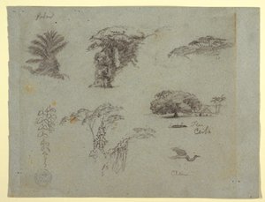 Botanical Sketches from South America: a Palm, Groups of Trees, Hanging Twigs, a Big Tree beside a House, and a Flying Crane, 1853, probably May by Frederic Edwin Church