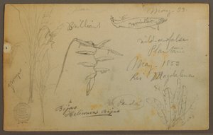 Botanical Sketches from the Rio Magdalena, Colombia, May 1853