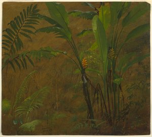 Botanical Studies from Jamaica, West Indies, June 1887 by Frederic Edwin Church