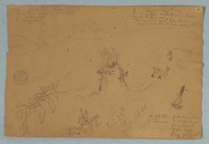 Drawing. Botanical and Cloud Sketches Near Quito, Ecuador