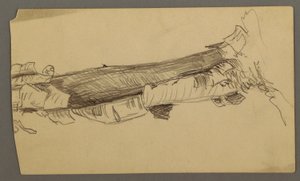 Bottom Section of a Dead Tree Trunk, 1877