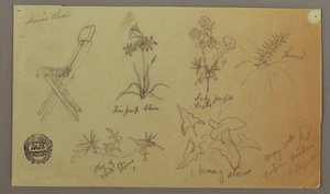 Chair and Plant Studies, May 15, 1868 by Frederic Edwin Church
