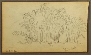 Cows in Landscape; Verso: Bamboo by Frederic Edwin Church