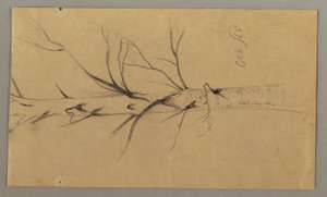 Drawing, Dead Tree, October 1865 by Frederic Edwin Church